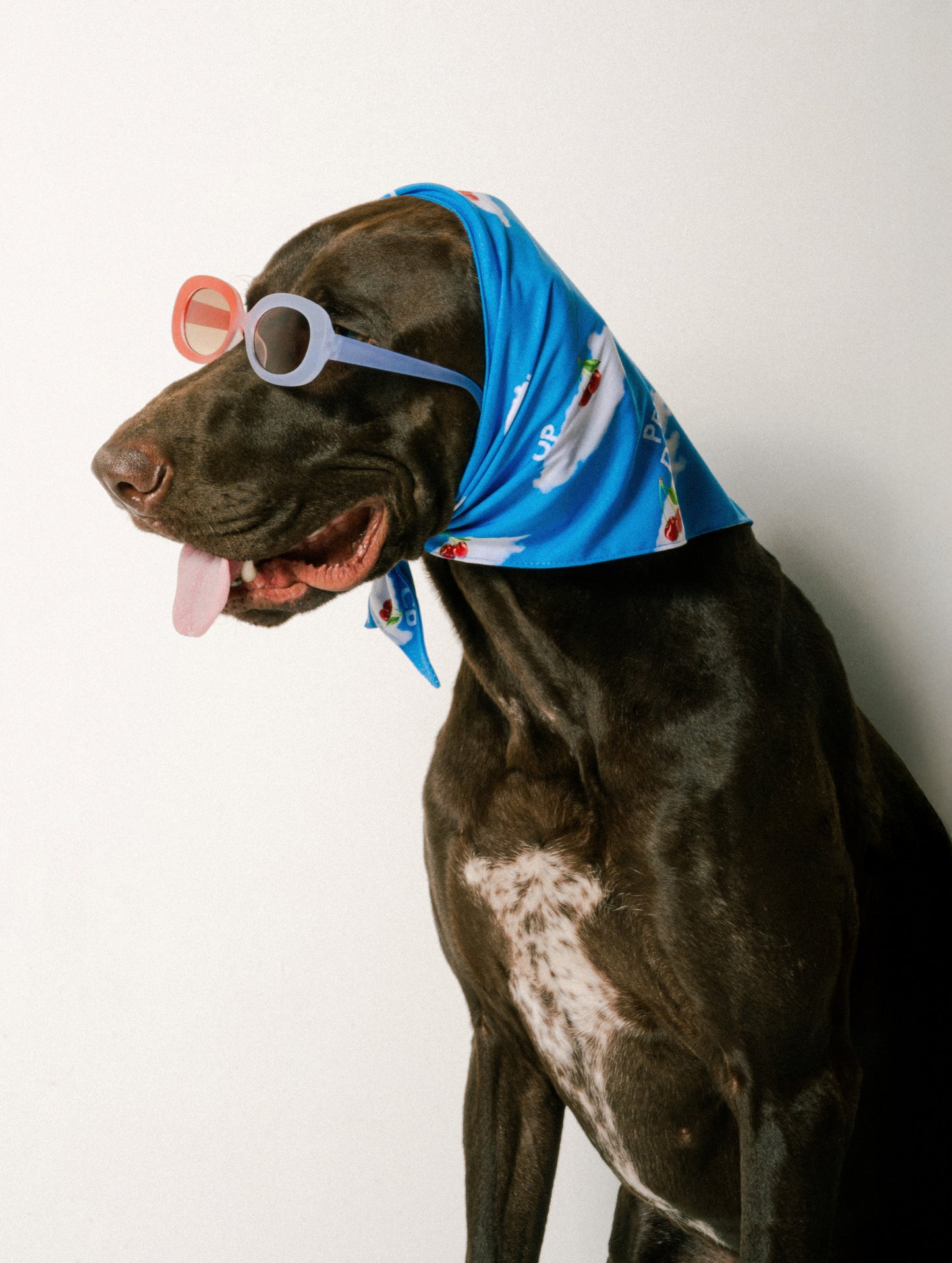 Bandana celeste per cani Pets Dream