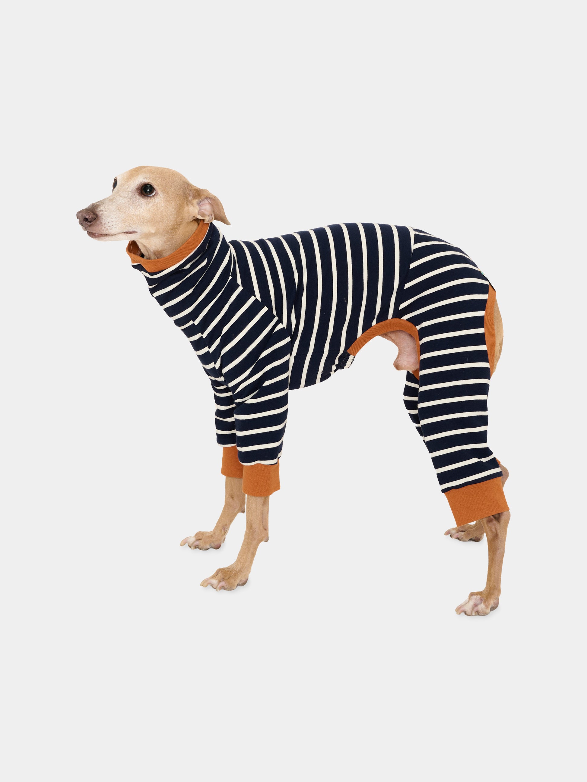 Tutina Rascal a quattro zampe per cani a righe,Zigzagoo,RASCAL BLU